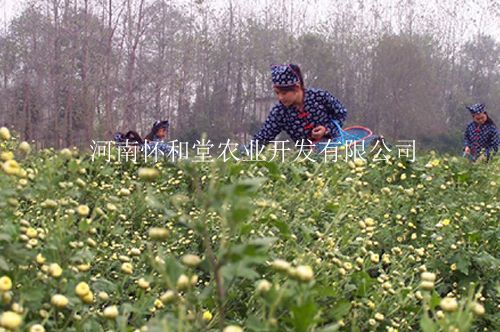 懷和堂懷山藥基地